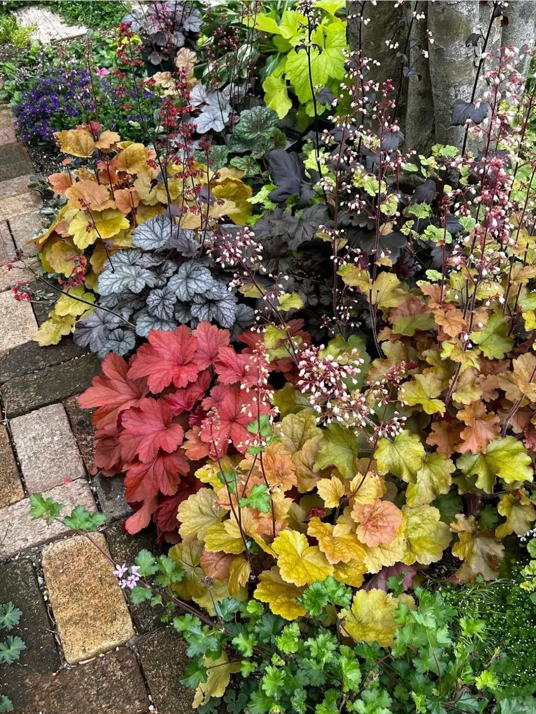 Heuchera Seeds: Nature’s Kaleidoscope in Your Garden! 🍂