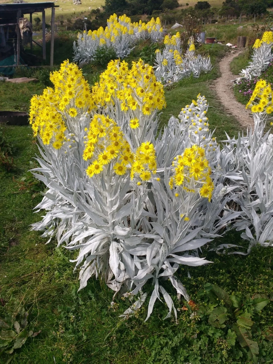 Senecio niveoaureus Seeds✨ Botanical Jewel for Sun-Lovers