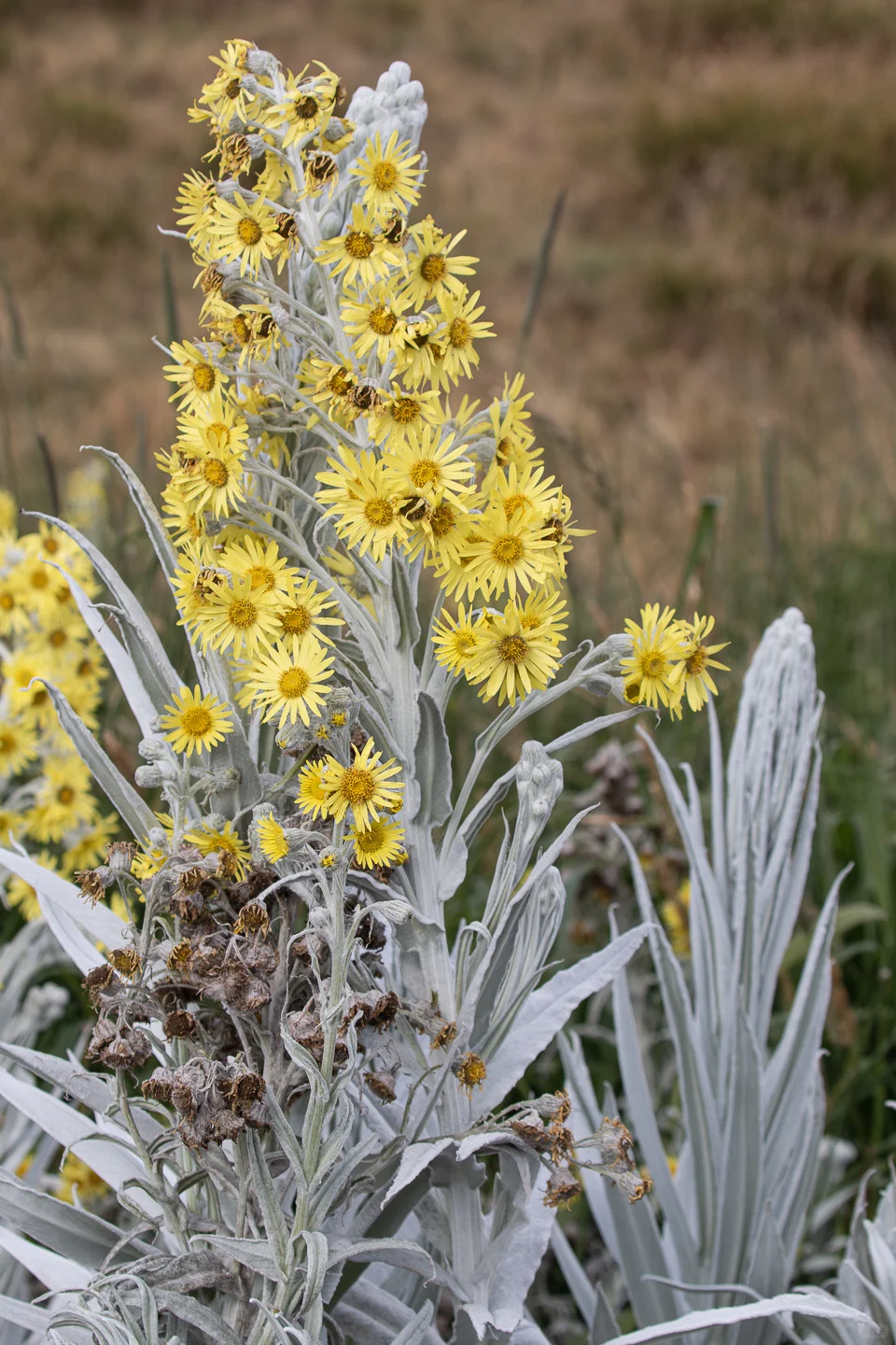 Senecio niveoaureus Seeds✨ Botanical Jewel for Sun-Lovers