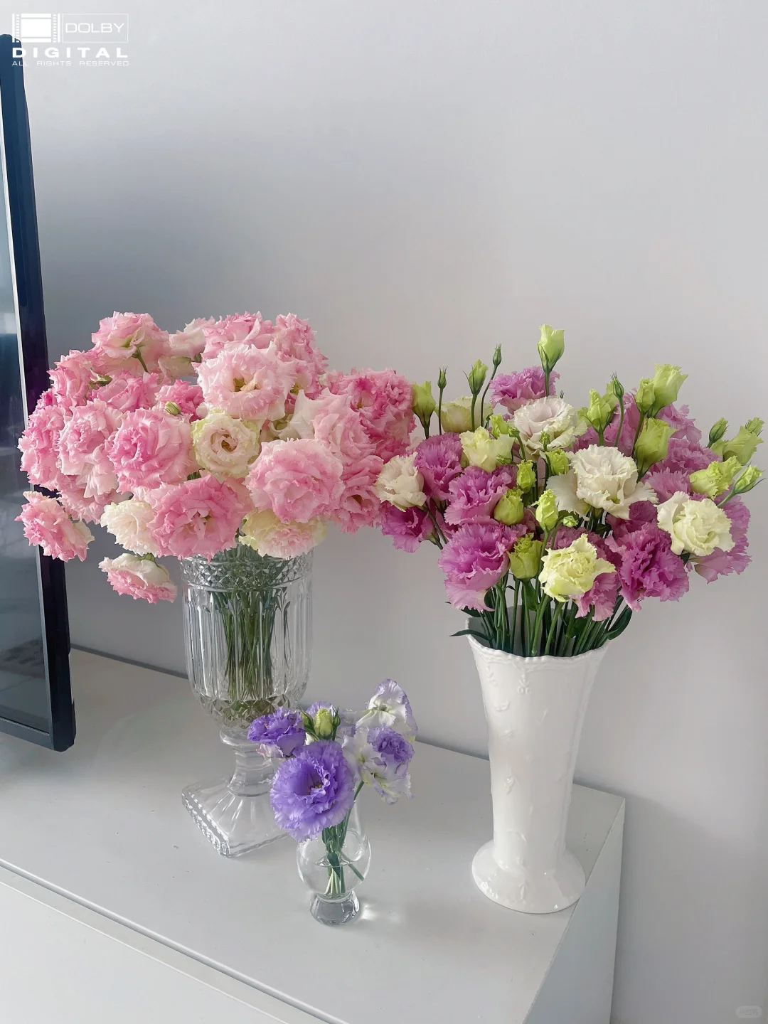 🌷Lisianthus Seeds 🌈Year-Round Double Blooms🌟