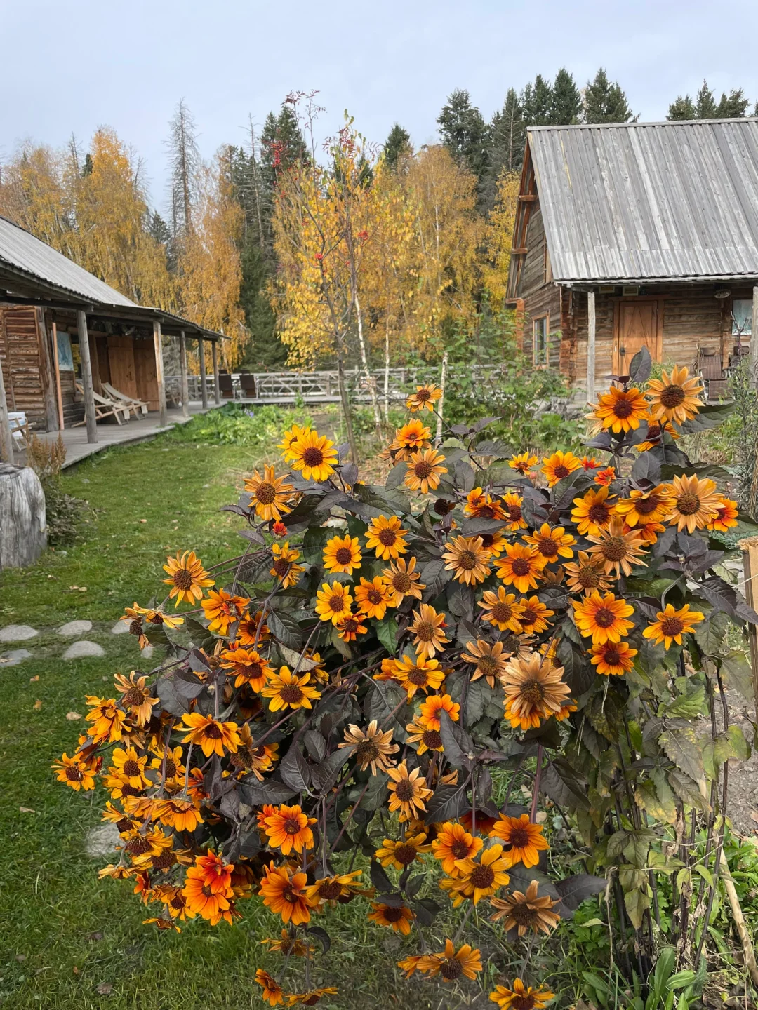 Heliopsis helianthoides (L.) Sweet – Perennial Sunflower Seeds🌻 