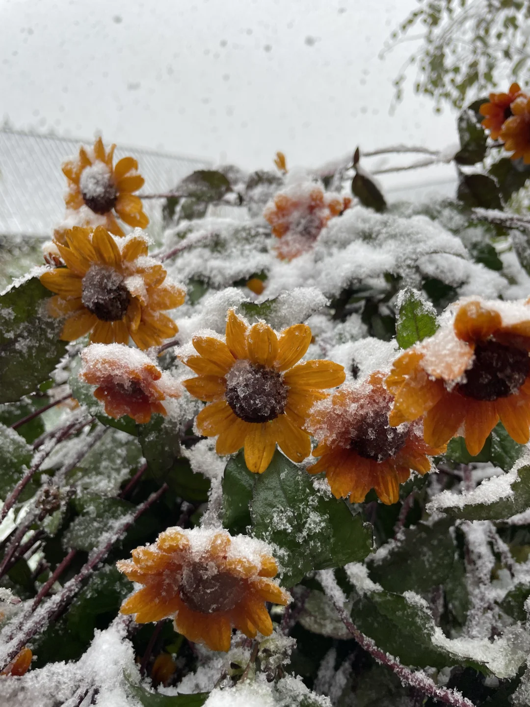 Heliopsis helianthoides (L.) Sweet – Perennial Sunflower Seeds🌻 