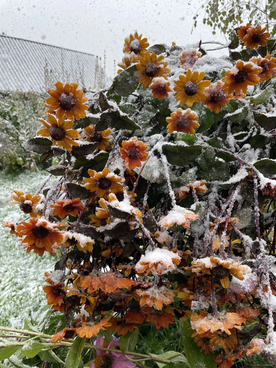 Heliopsis helianthoides (L.) Sweet – Perennial Sunflower Seeds🌻 