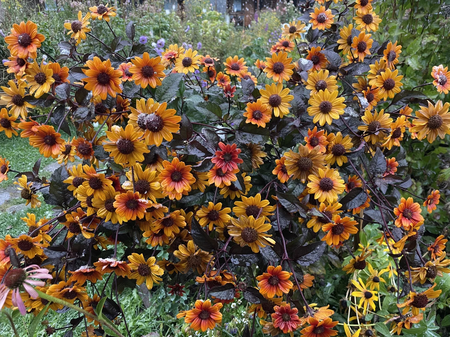 Heliopsis helianthoides (L.) Sweet – Perennial Sunflower Seeds🌻 