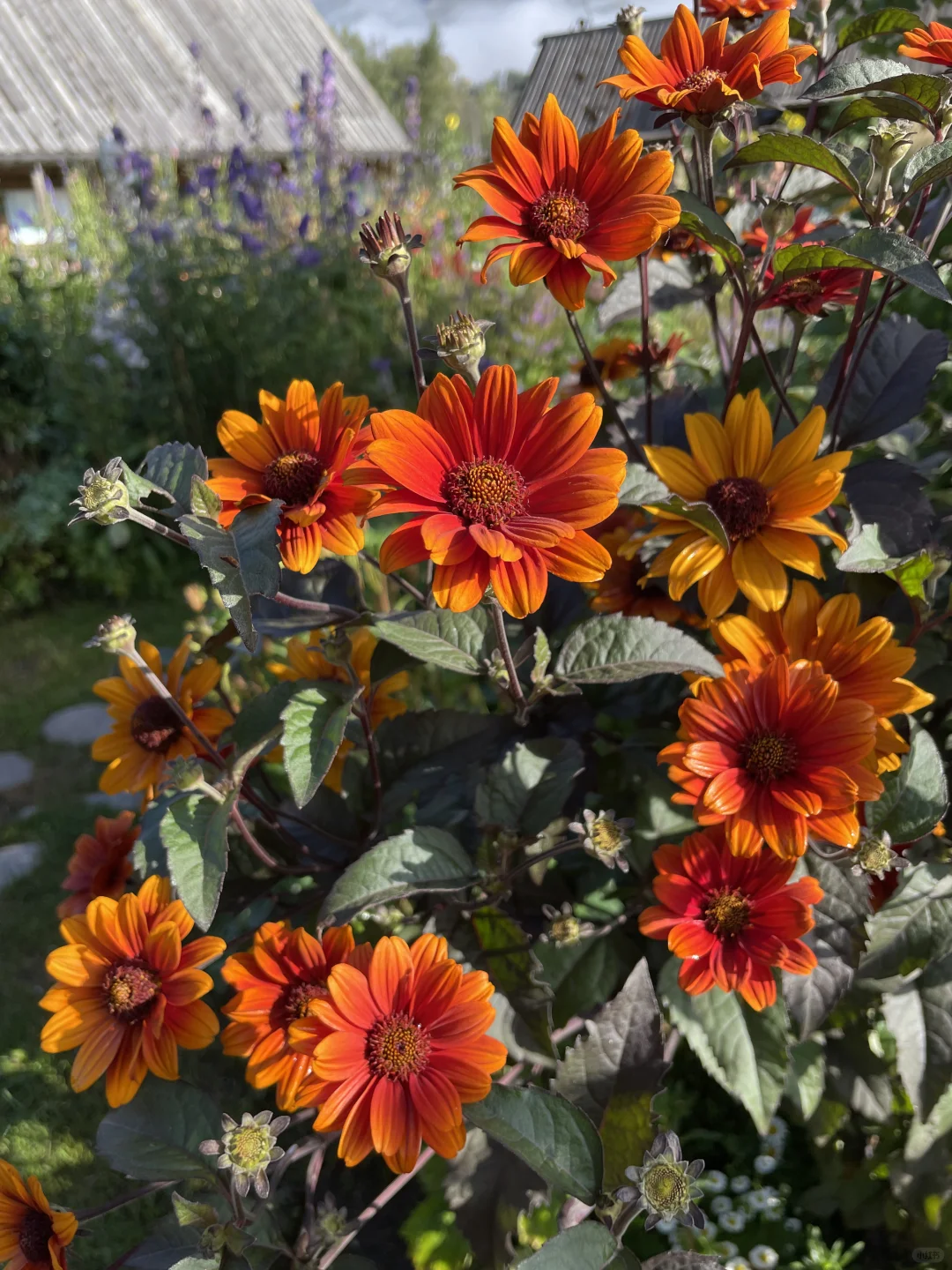 Heliopsis helianthoides (L.) Sweet – Perennial Sunflower Seeds🌻 