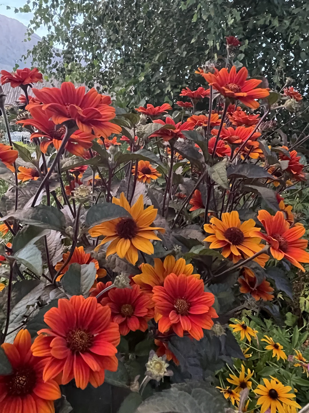 Heliopsis helianthoides (L.) Sweet – Perennial Sunflower Seeds🌻 