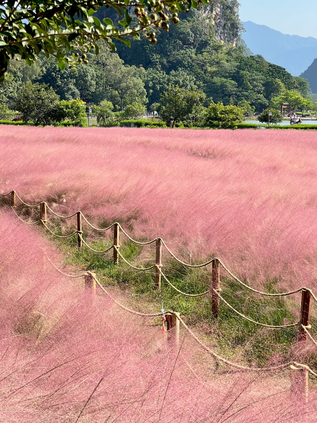 Pink Muhly Grass (Muhlenbergia capillaris) Seeds