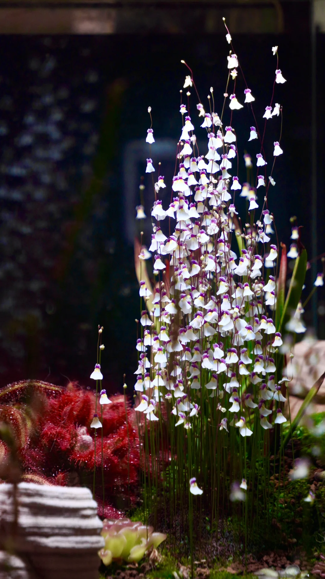 Utricularia sandersonii Seeds