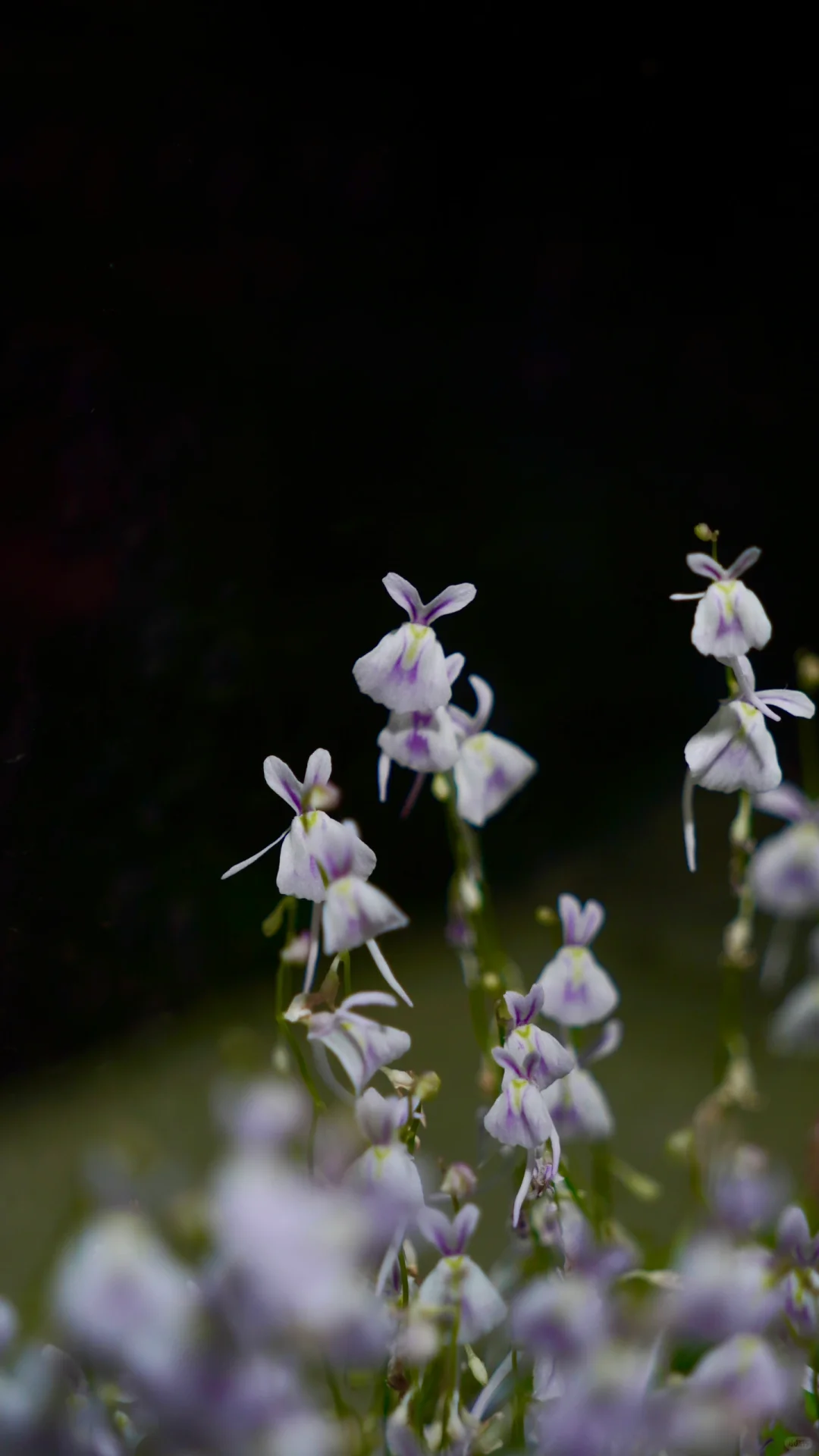 Utricularia sandersonii Seeds