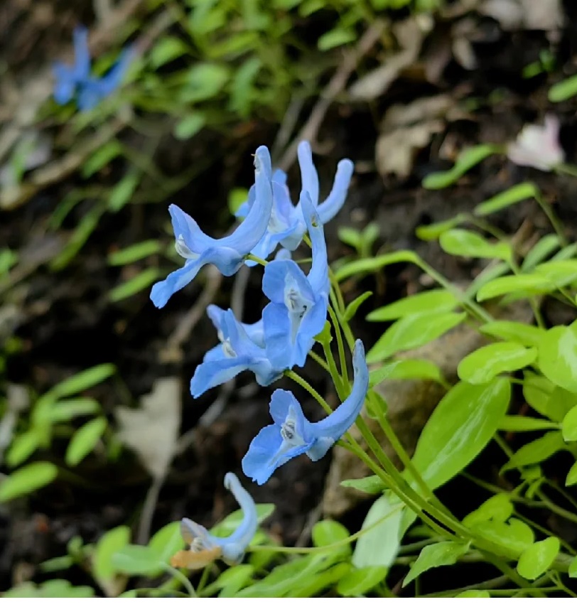 🦜 Corydalis Caudata Seeds 🌼