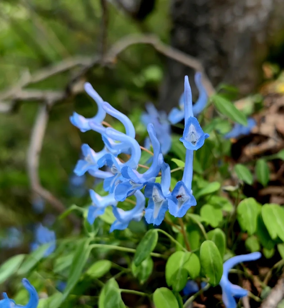 🦜 Corydalis Caudata Seeds 🌼