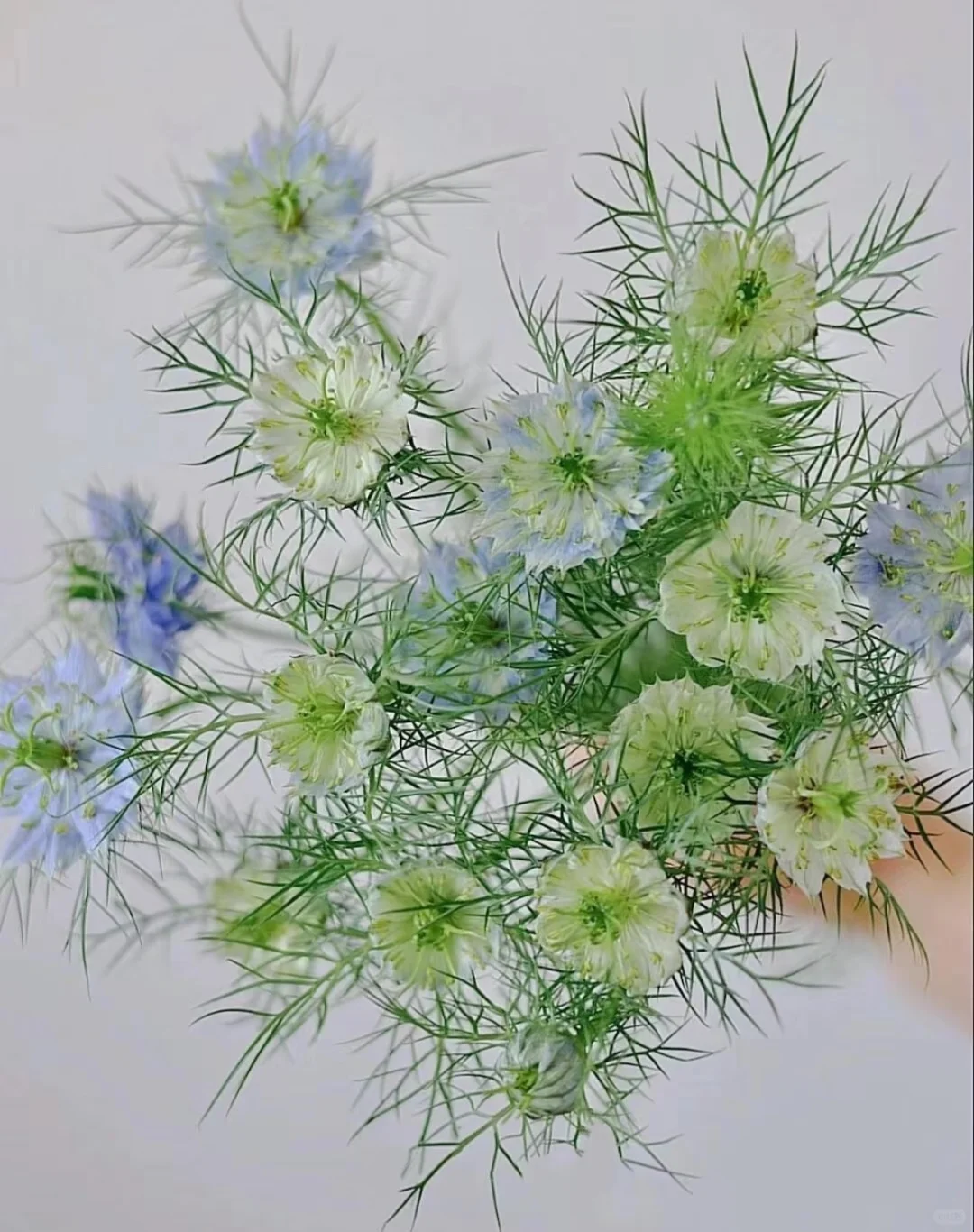 🌿 Nigella sativa Flowers🦋 | Devil-in-the-Bush Seeds