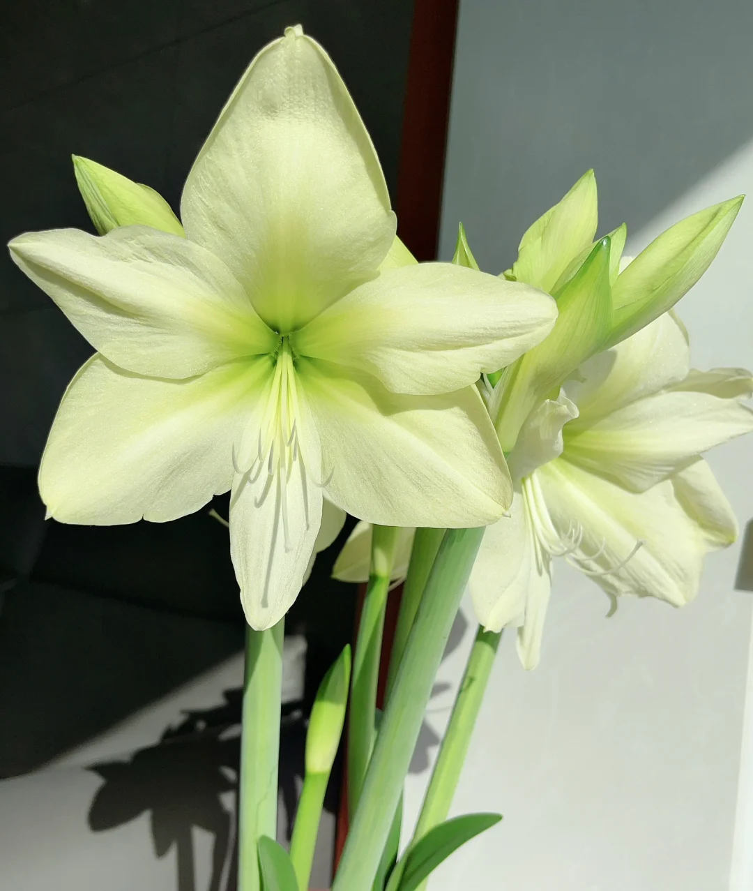 Rare Amaryllis Bulbs