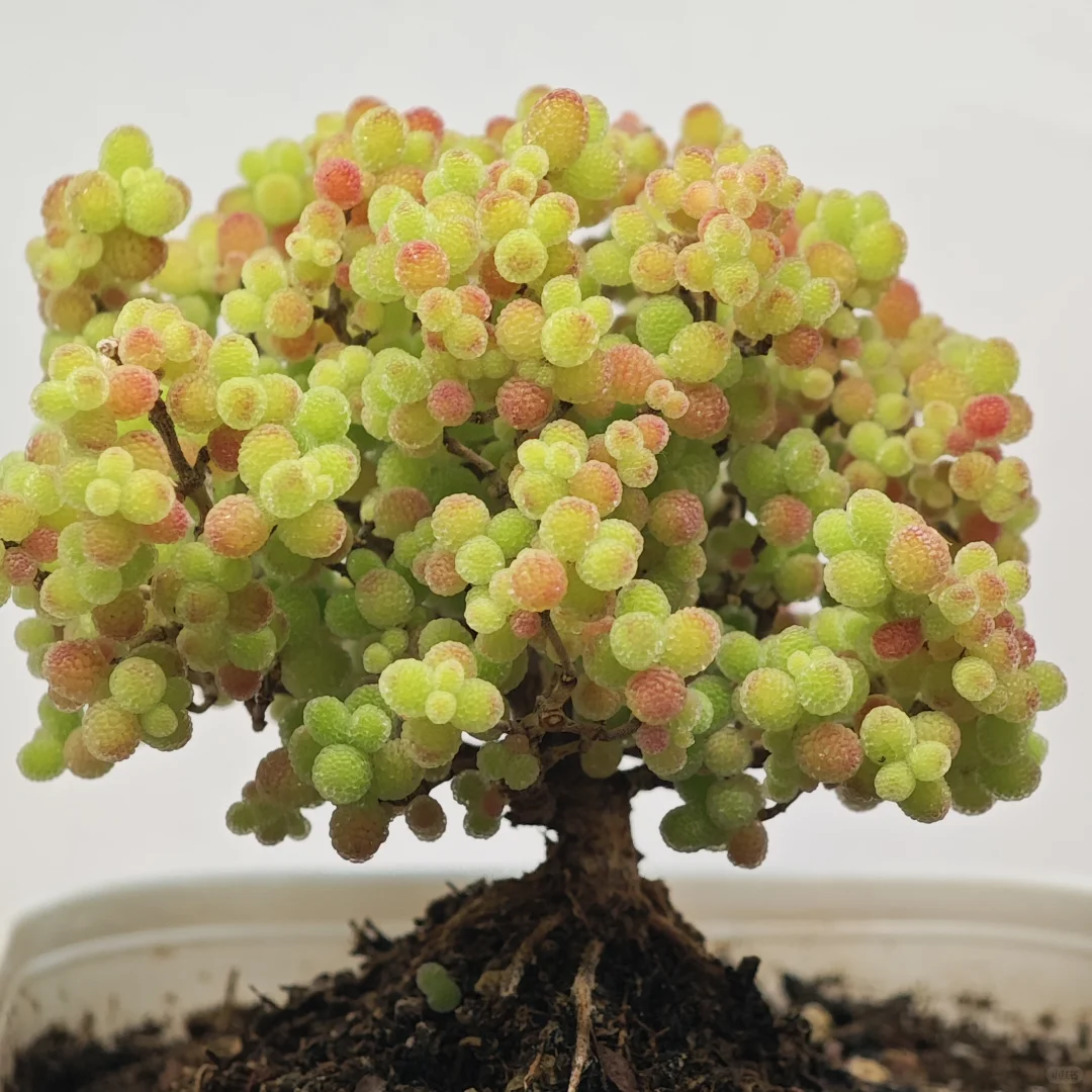  🍬 Globular Drosanthemum Seeds