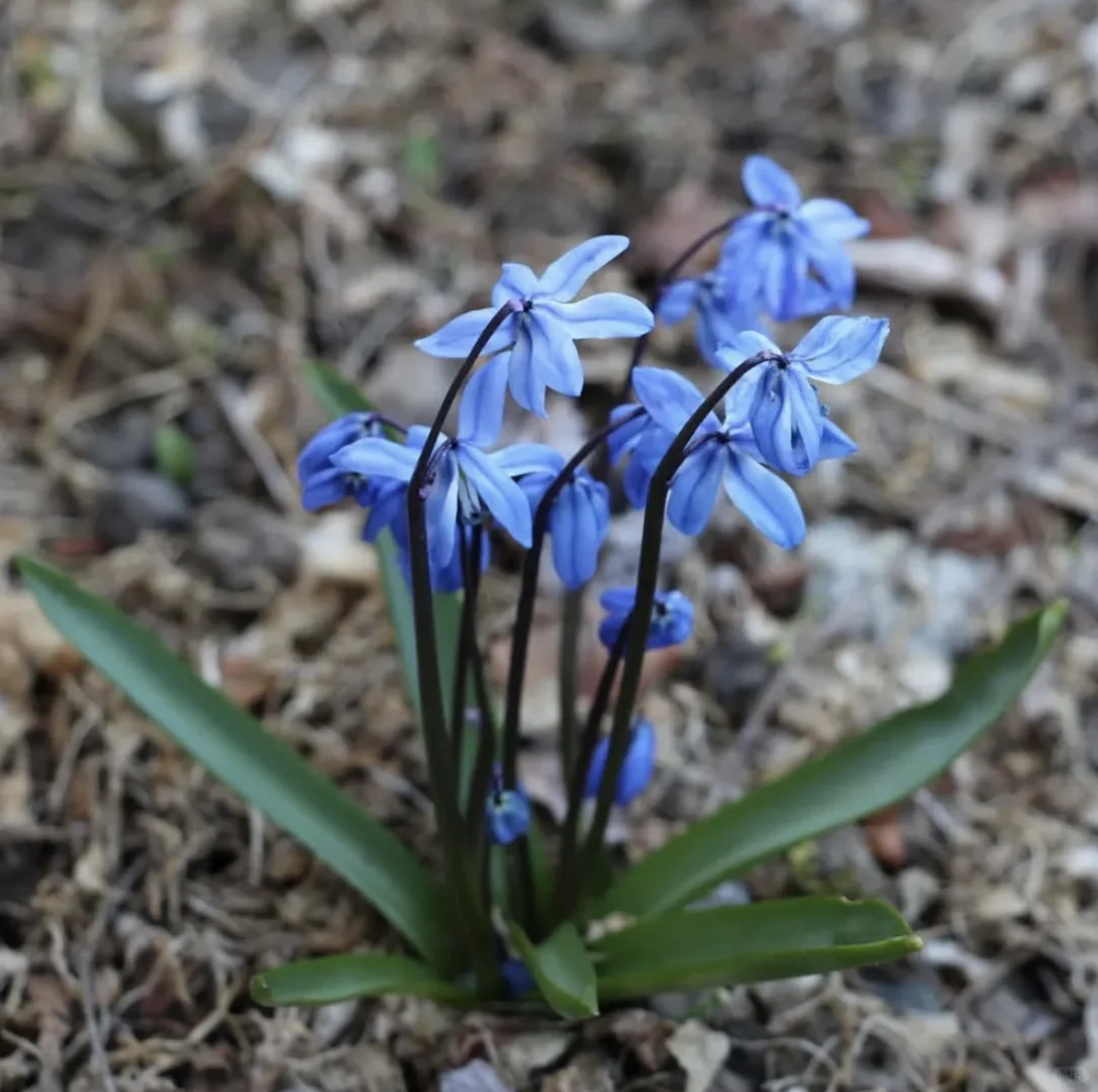 🌷 Siberian Squill Bulbs – A Delightful Touch of Spring for Your Garden 🌼