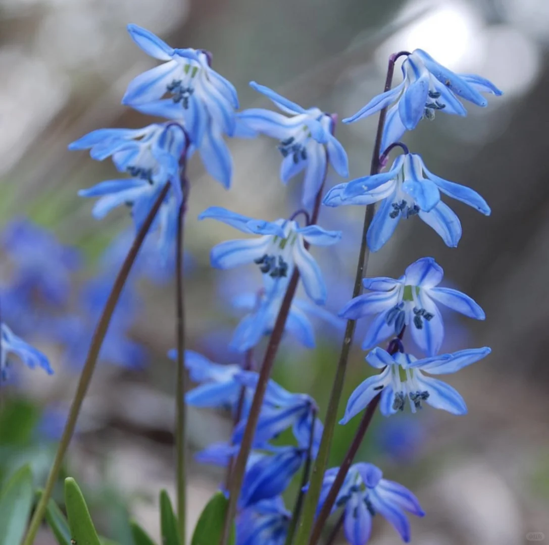 🌷 Siberian Squill Bulbs – A Delightful Touch of Spring for Your Garden 🌼