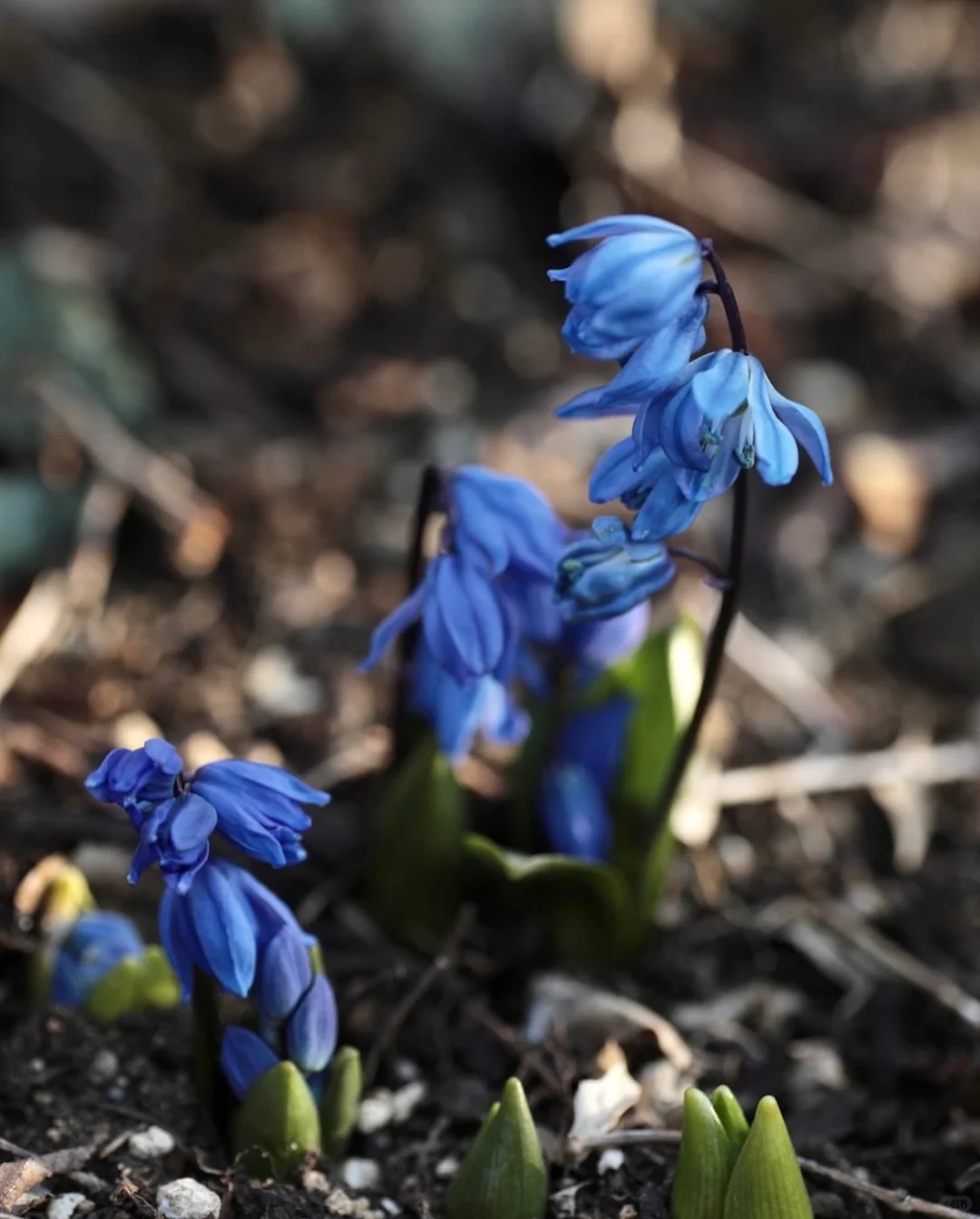 🌷 Siberian Squill Bulbs – A Delightful Touch of Spring for Your Garden 🌼