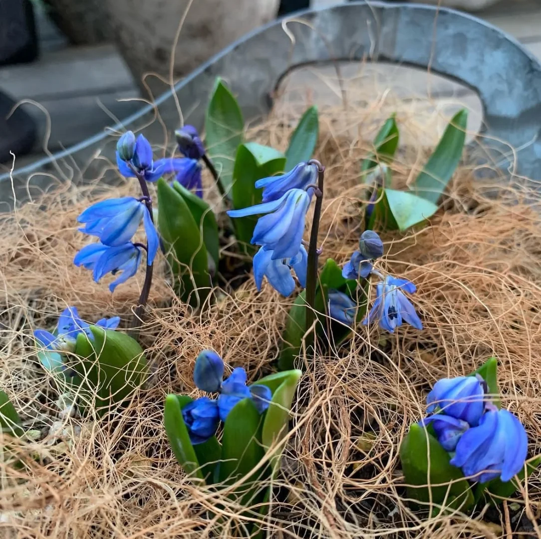 🌷 Siberian Squill Bulbs – A Delightful Touch of Spring for Your Garden 🌼