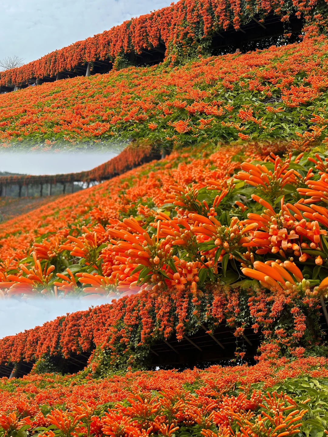 🌸 Flame Vine Seeds – Bring Fireworks to Your Garden🌸