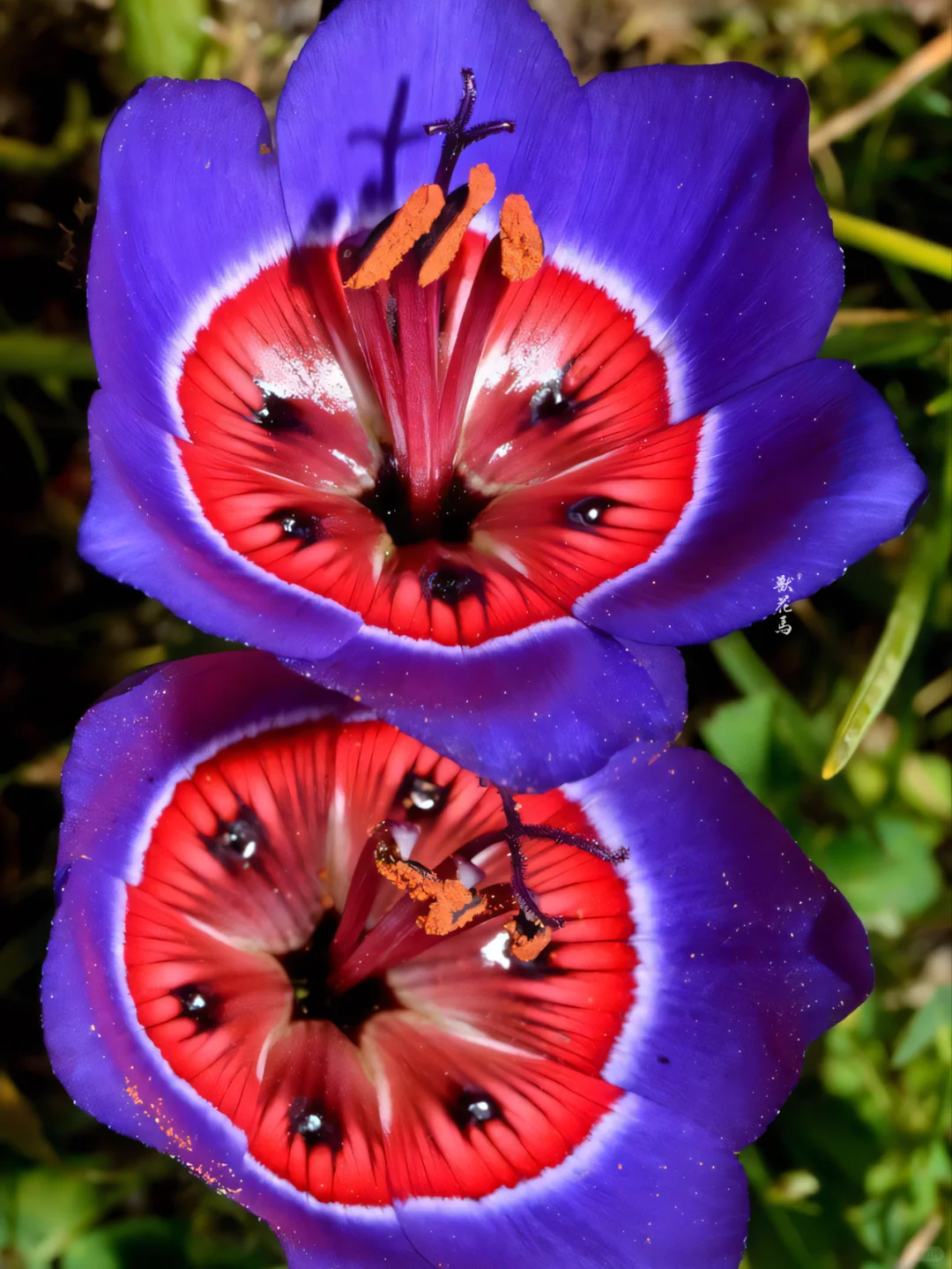 🍷 Geissorhiza radians – The Enchanted Wine Goblet Flower Seeds 🍷