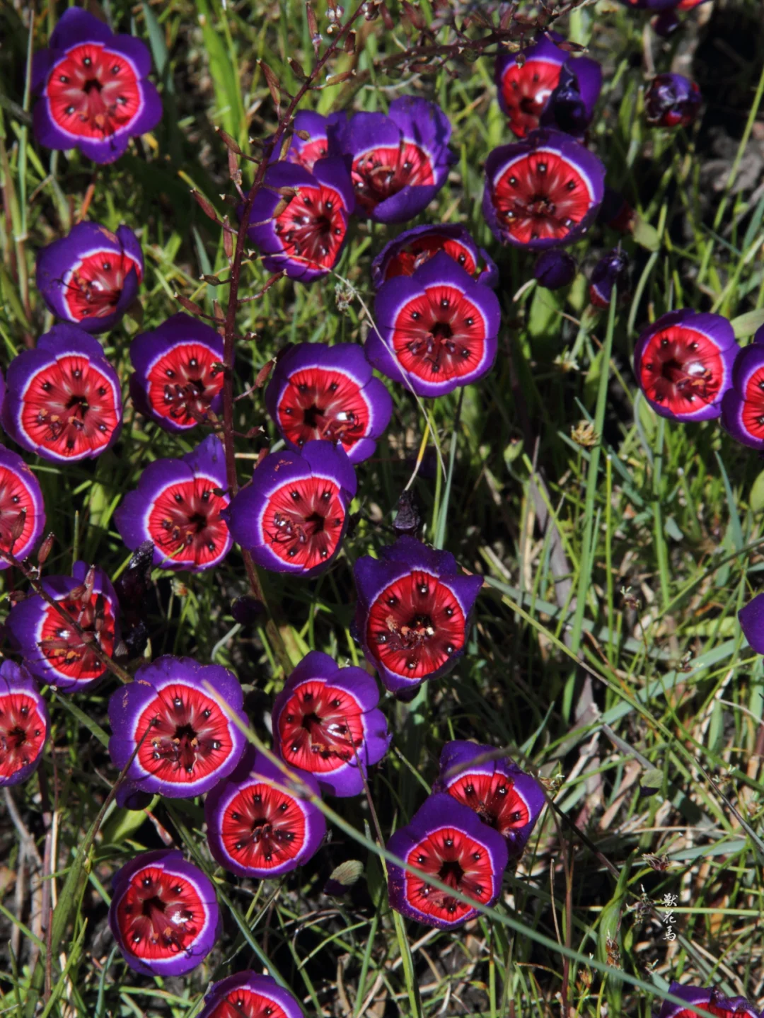 🍷 Geissorhiza radians – The Enchanted Wine Goblet Flower Seeds 🍷