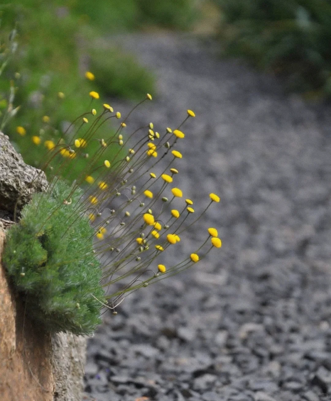 🍬🌸Candy Lantern Ball Flower Seeds – The Charming Garden Jewel