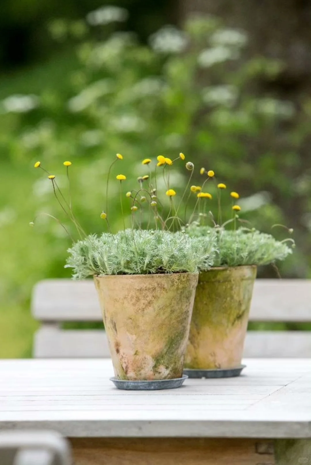 🍬🌸Candy Lantern Ball Flower Seeds – The Charming Garden Jewel