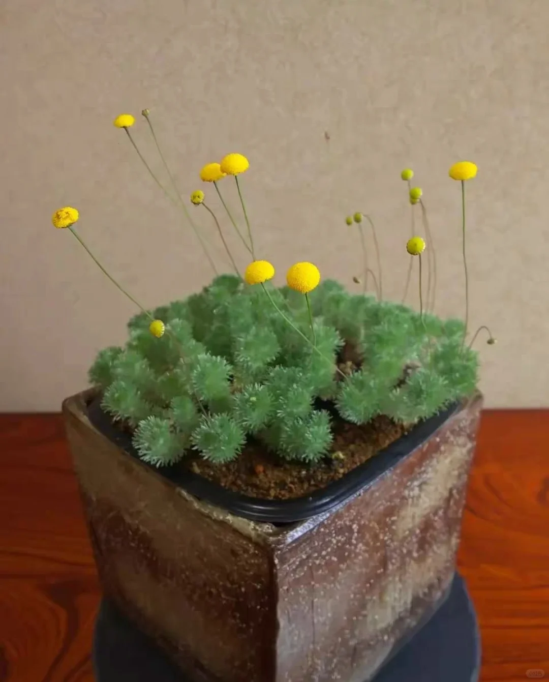 🍬🌸Candy Lantern Ball Flower Seeds – The Charming Garden Jewel