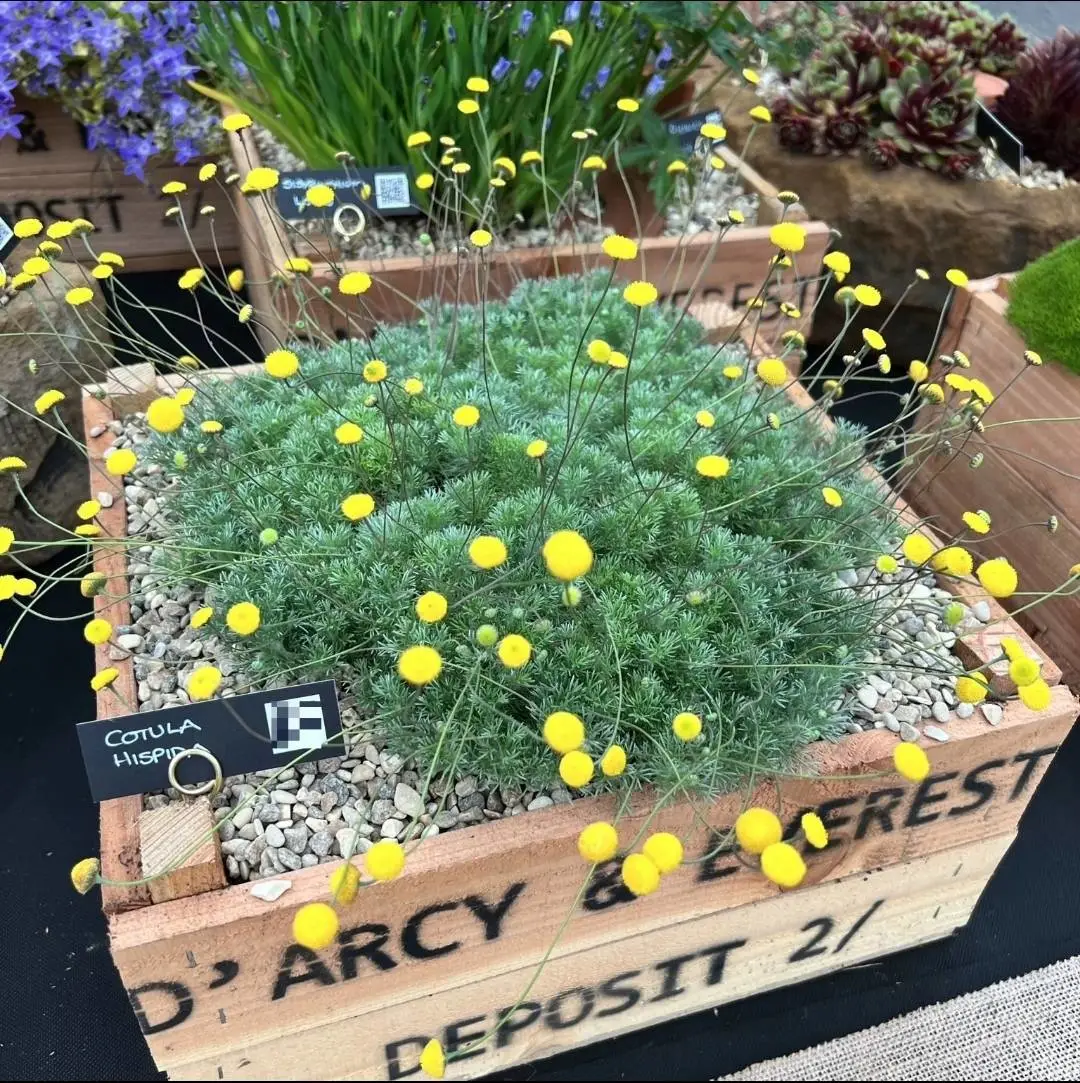 🍬🌸Candy Lantern Ball Flower Seeds – The Charming Garden Jewel