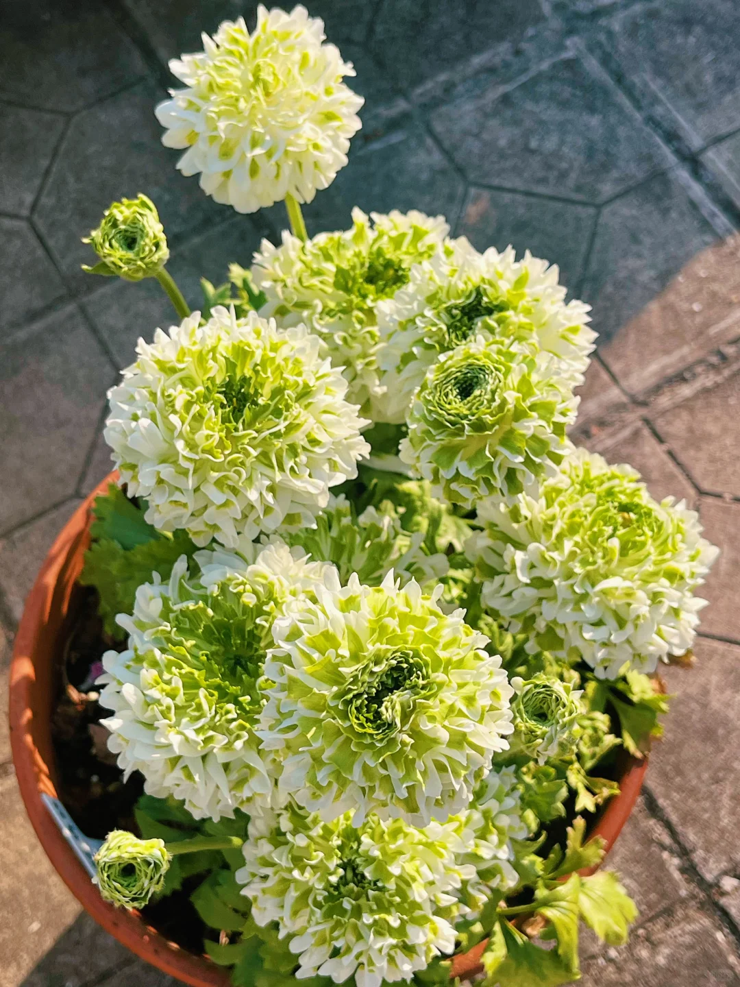 Ranunculus Koi Seeds
