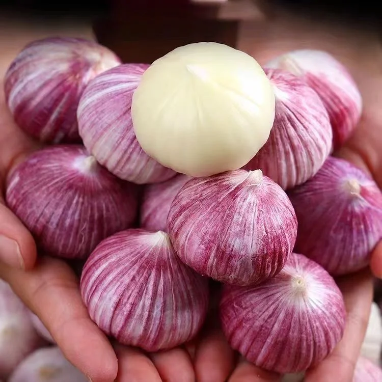Purple Monolith Garlic Seeds🧄Nature’s Antioxidant Powerhouse
