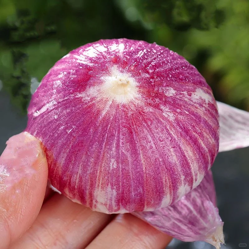 Purple Monolith Garlic Seeds🧄Nature’s Antioxidant Powerhouse