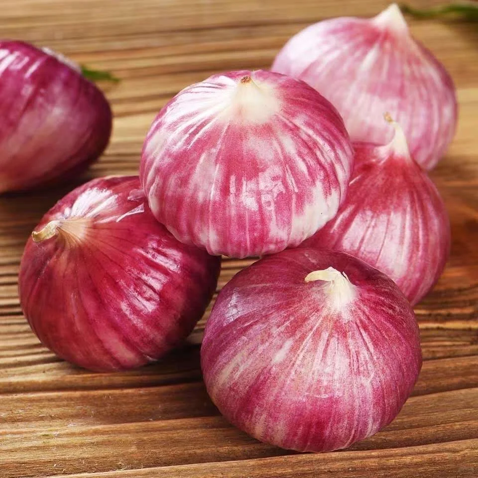 Purple Monolith Garlic Seeds🧄Nature’s Antioxidant Powerhouse