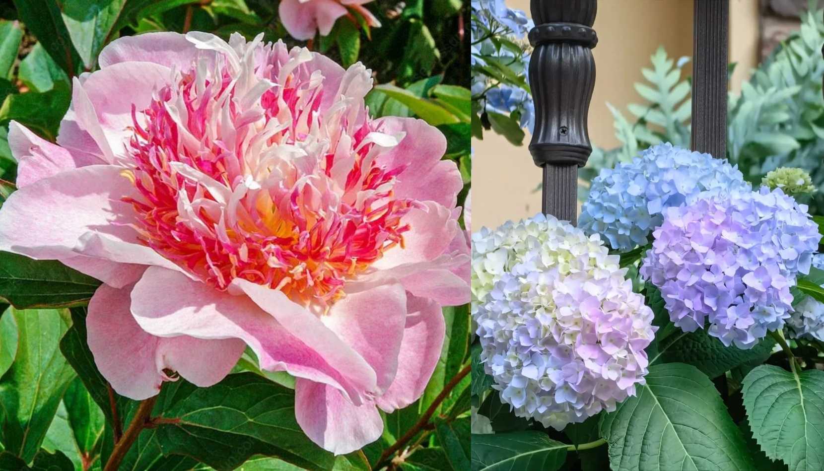 🌸 Peony Bulbs – Elegance in Every Bloom 🌸