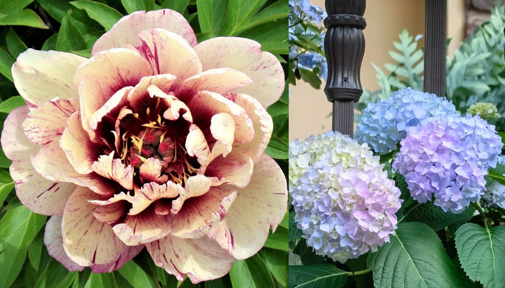 🌸 Peony Bulbs – Elegance in Every Bloom 🌸