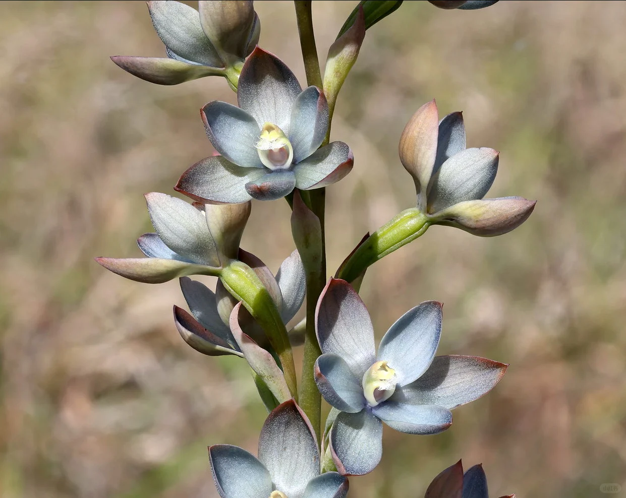 The Enigmatic Bluebell Sun Orchid (Thelymitra ixioides) – Rare Seeds Now Available!