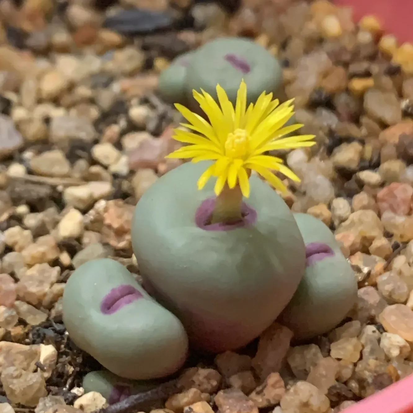 Red Lips, Rare Succulents