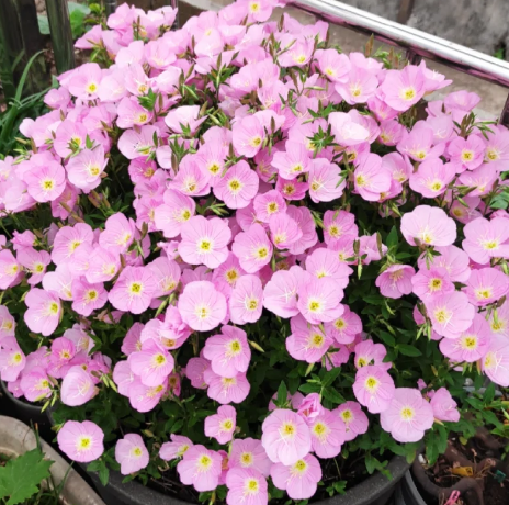 🌺Evening Primrose—Sea Of Pink Flowers