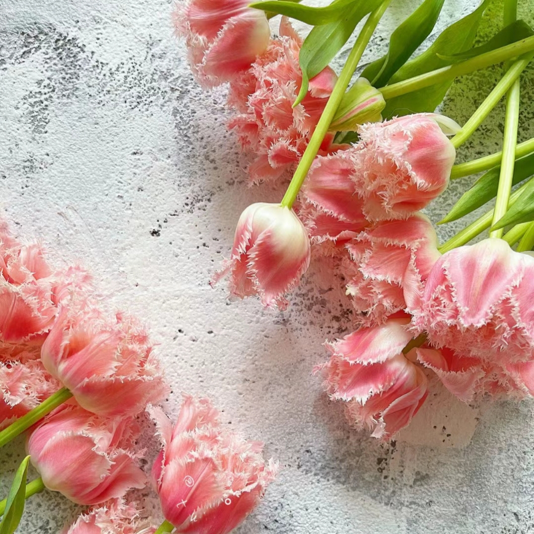 🌟 Rare Fringed Tulip Seeds 🌷✨