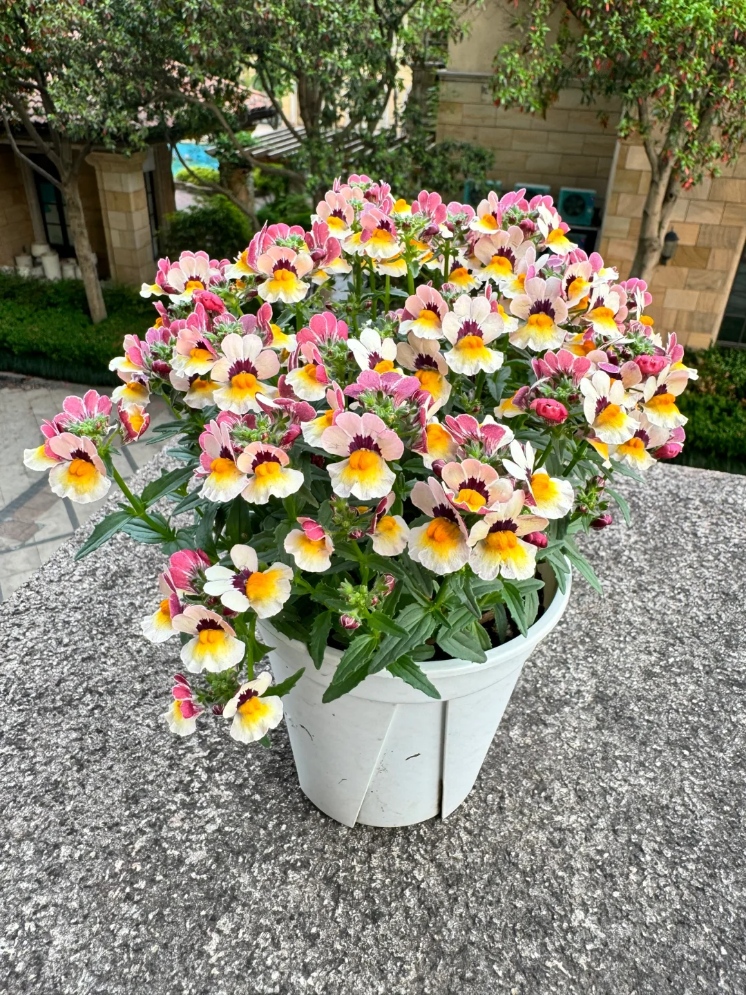 💐💐The teeming world-Dragon Face Flower