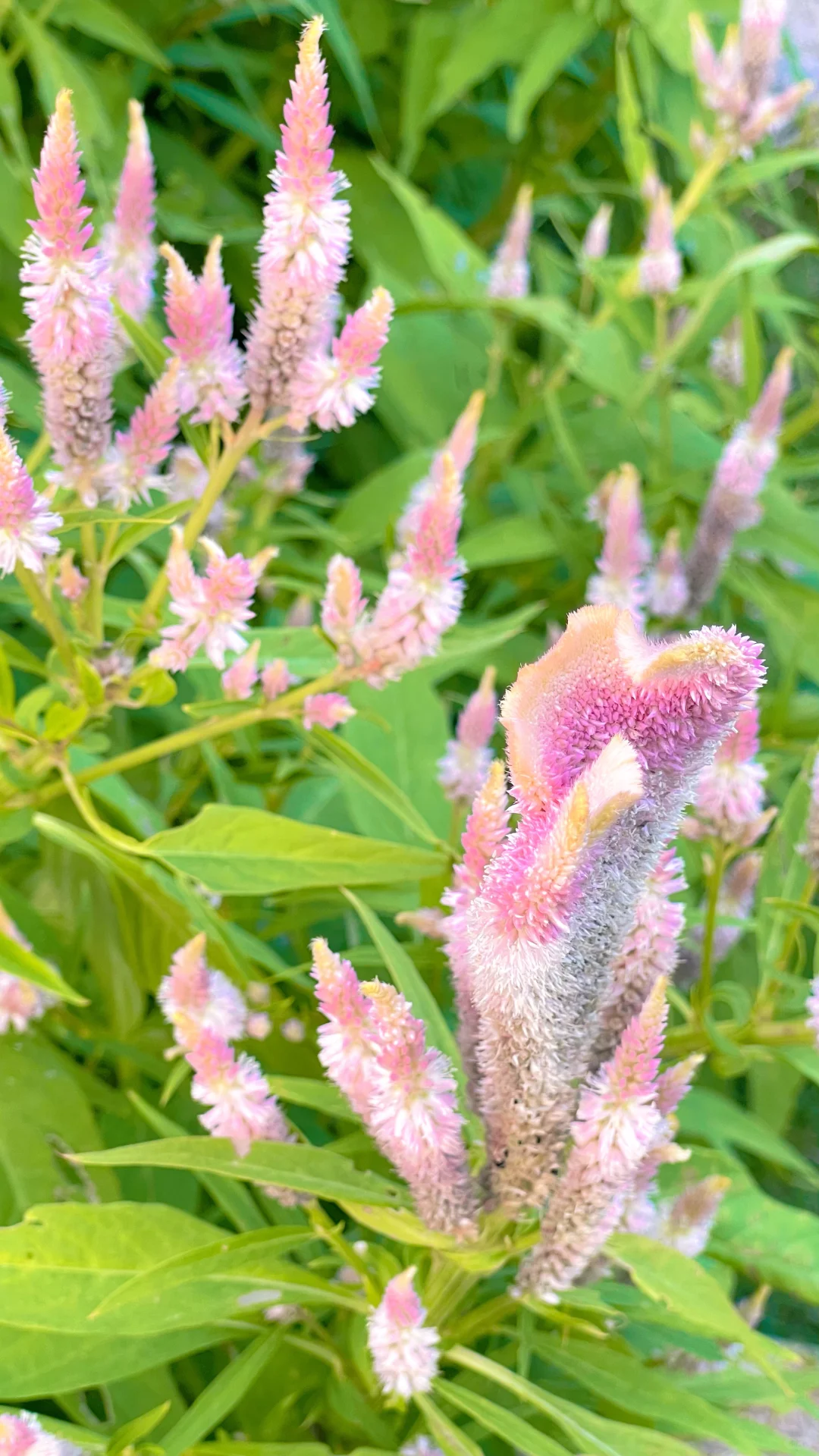 Celosia cristata