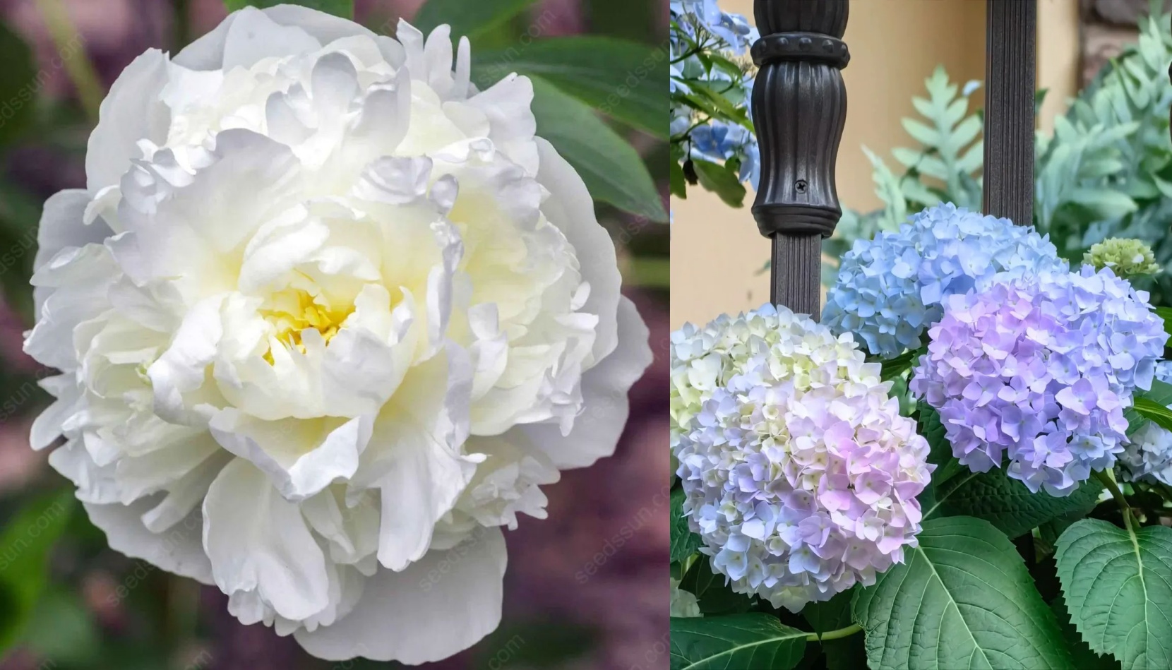 🌸 Peony Bulbs – Elegance in Every Bloom 🌸