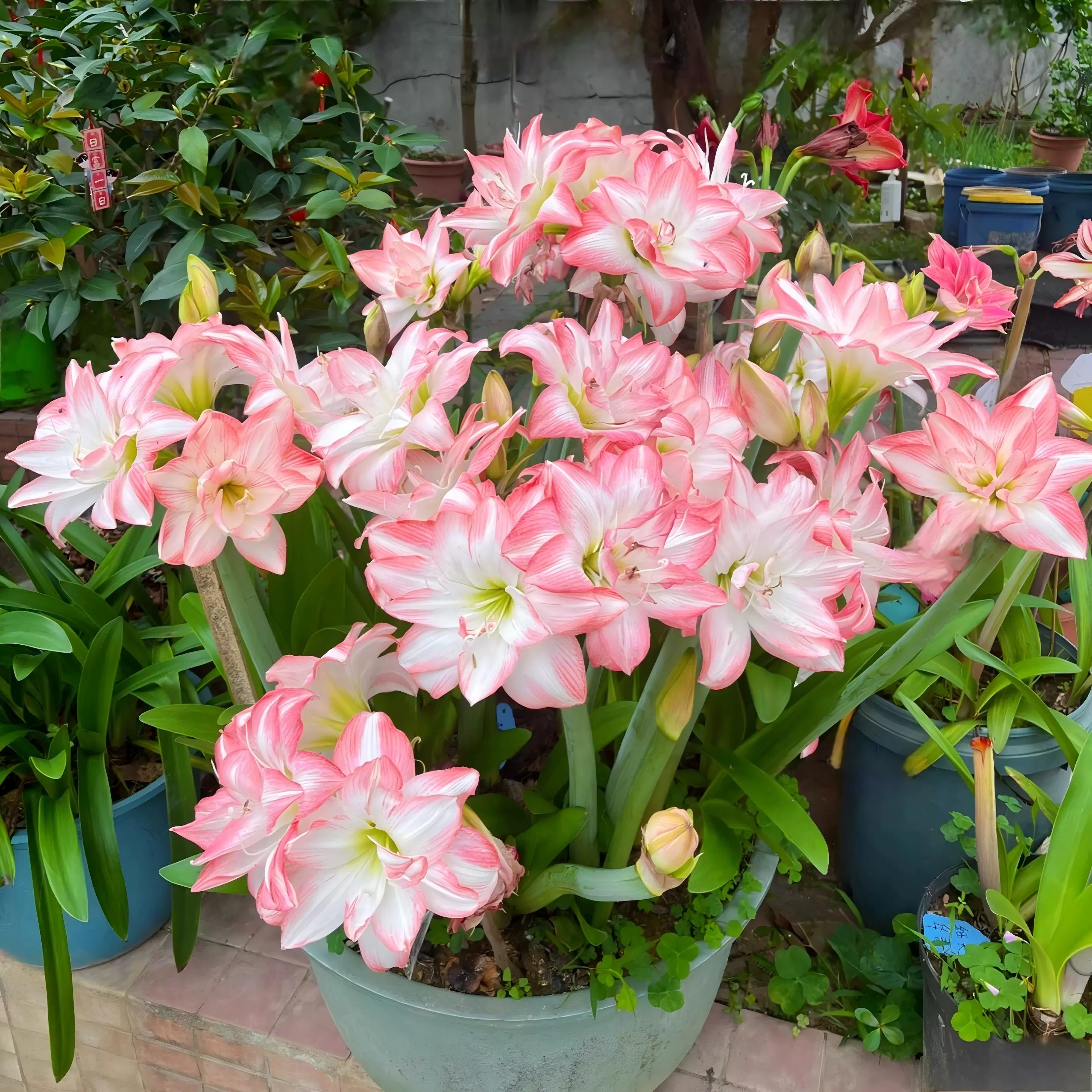 Rare Amaryllis Bulbs