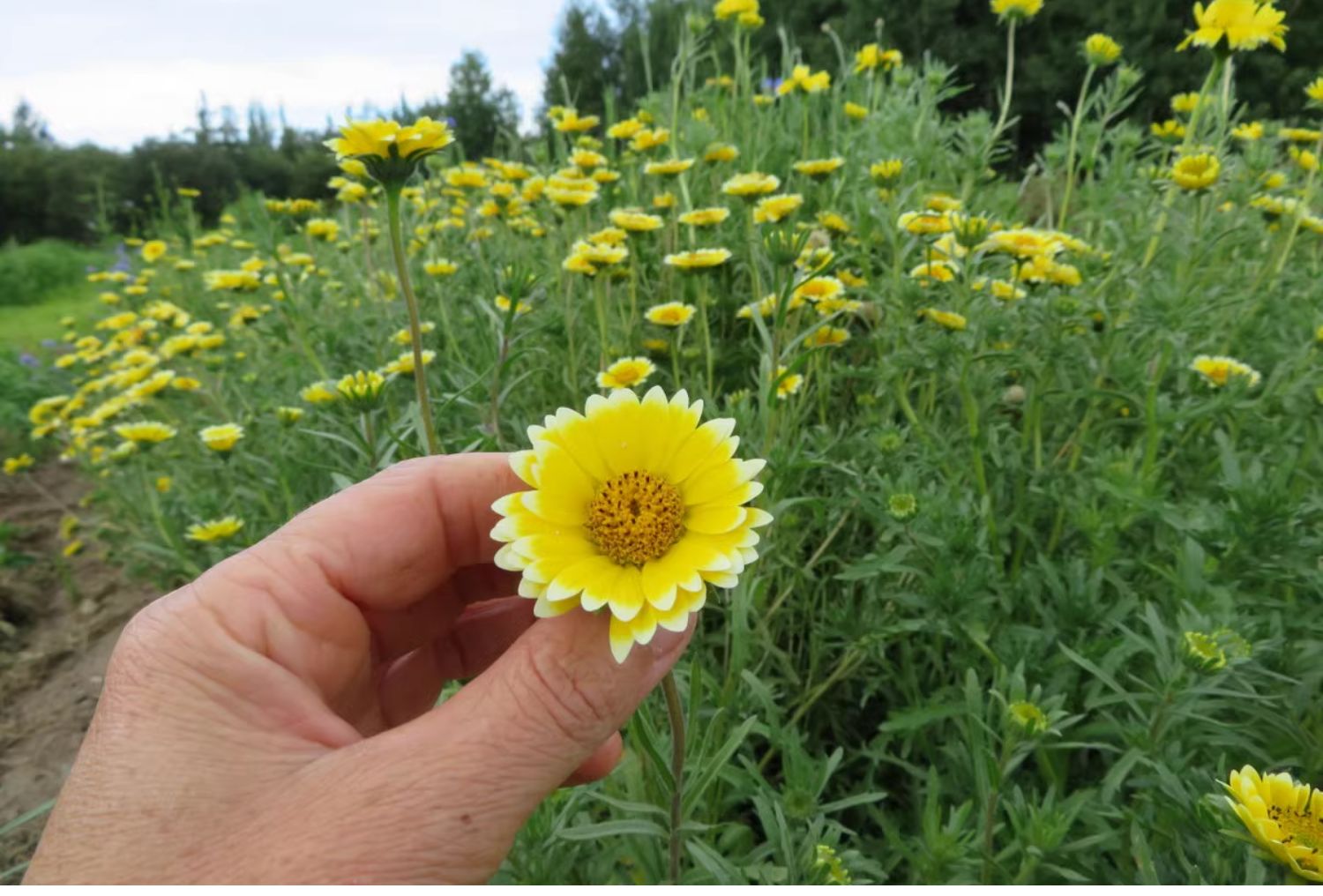 🌼 Laya Marigold Seeds – Tagetes patula L. 🌼
