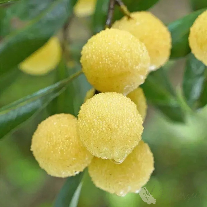 Giant Bayberry: Ping-Pong Ball Size, ⭐Strawberry-Cherry Fusion Flavor