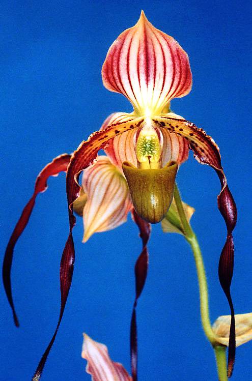 Graines de Paphiopedilum parishii - Graines d'orchidée rare