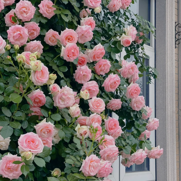🌹Climbing Rose - Luck Rising