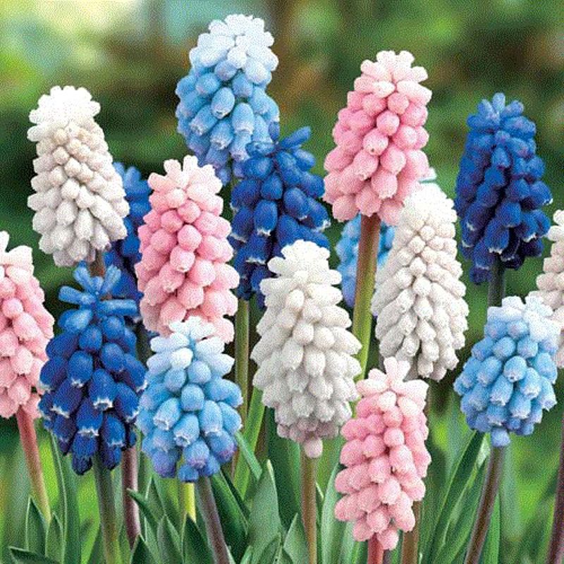 🌸 Grape Hyacinth Bulbs – A Touch of Charm for Your Garden 🌸