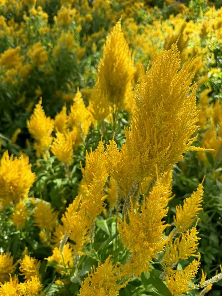 Celosia cristata