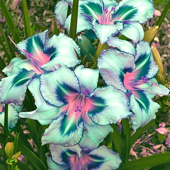 BLUE DAYLILY HYBRID FLOWERS SEED